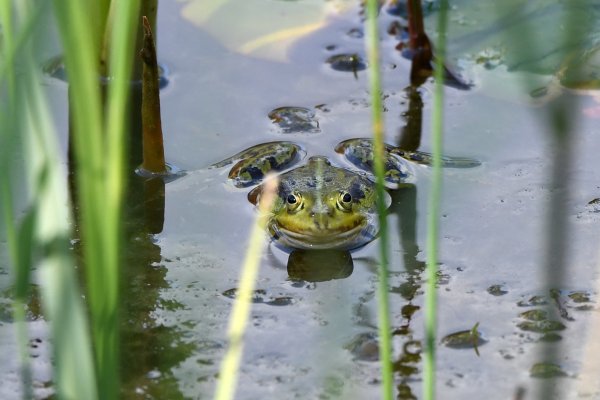 Frosch - © Foto: Andrea Warnecke