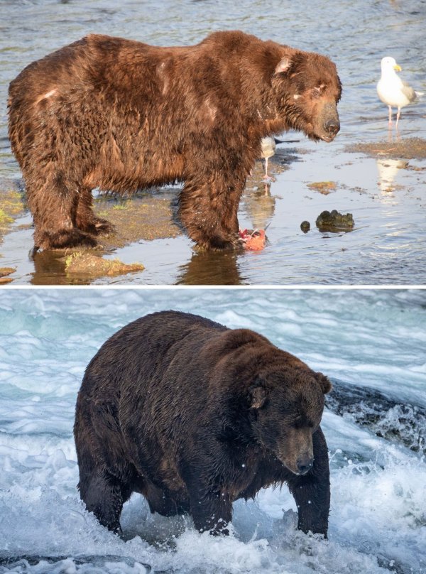 Schlank ist der massige Braunbär Nummer 747 mit dem Spitznamen «Jumbo Jet» am 25. Juni 2022 im Katmai-Nationalpark in Alaska; fett geworden ist er, wie man am 6. September 2022 erkennen kann. - © C. Rohdenburg/L.Law/Katmai National Park and Preserve/dpa