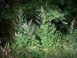 Die Bl&auml;tter des Beifu&szlig; haben eine charakteristische F&auml;rbung. Die Pflanze ist &uuml;beraus vielseitig, wird in der K&uuml;che ebenso verwendet wie in der Naturheilkunde. - &copy; FOTO: PRIVAT