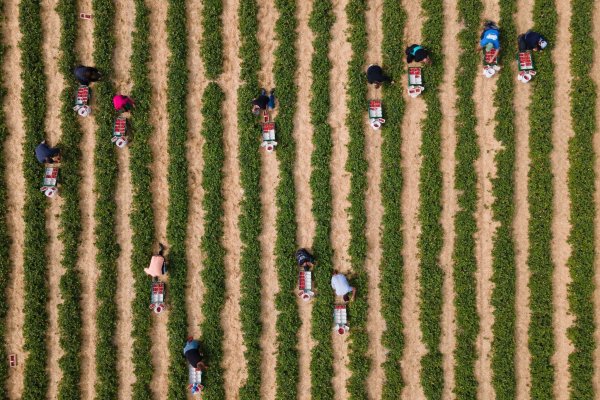 Erntehelfer pflücken auf einem Feld Erdbeeren. - © Sebastian Kahnert/dpa