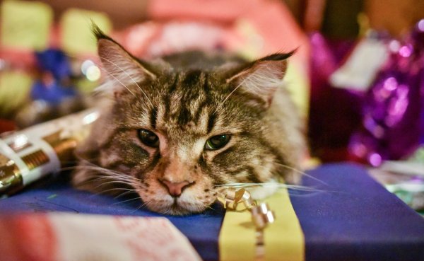 Geschenke für die Katze - © Foto: Ole Spata/dpa