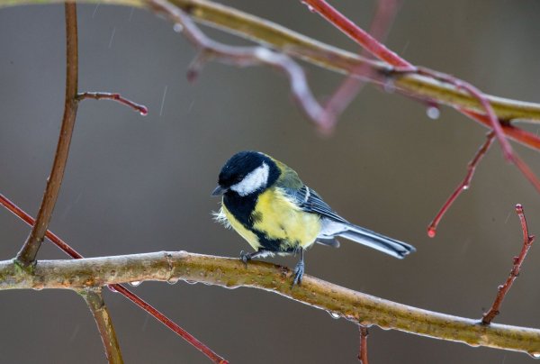 Stunde der Wintervögel - © Foto: Jens Büttner/dpa