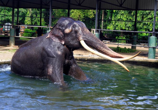 Elefant Sak Surin nimmt ein Bad im Dehiwala Zoo in Sri Lanka. - © I. Uphul/Zoo Dehiwala/dpa