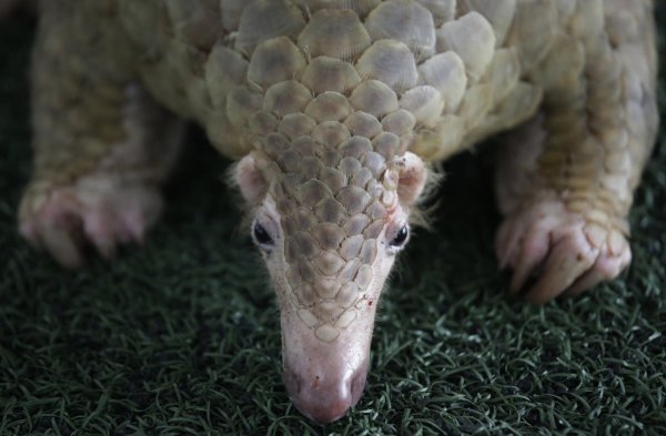 Pangolin - © Foto: Sakchai Lalit/AP/dpa