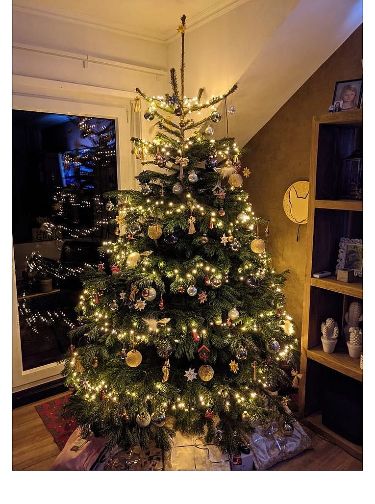 Weihnachtsbäume in Lippe