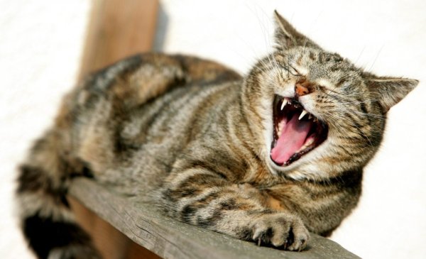 Kann Steuervorteile bringen: Wird die Katze im eigenen Haus betreut, istdas absetzbar. Das gilt auch für andere Tiere. - © Foto: dpa