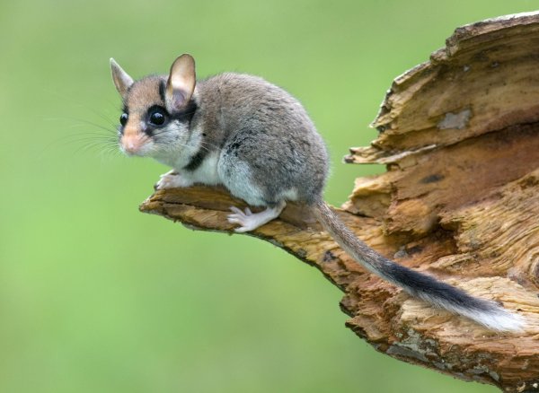 Die Lebensräume des Gartenschläfers werden kleiner. - © Ji?í Bohdal/naturfoto.cz/dpa