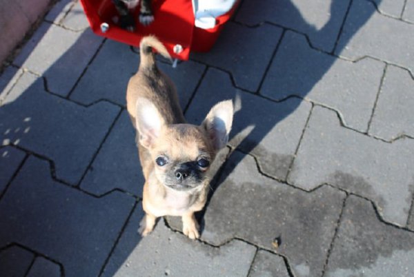 Einer der vier Chihuahuawelpen. - © Polizei Lippe