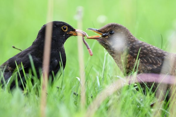 Vogelmutter füttert Küken - © Foto: Felix Kästle/dpa/dpa-tmn