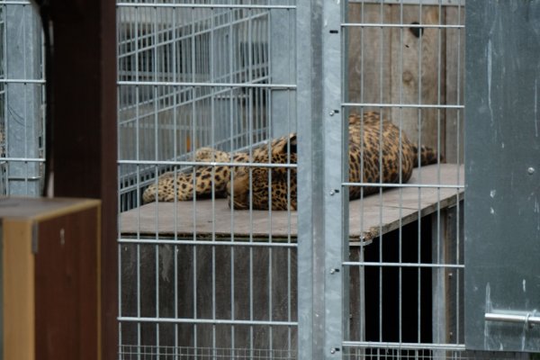 Leopard in einem Gehege: In der Slowakei werden Raubkatzen auch in kleinen Privatzoos gehalten. (Symbolbild) - © Sebastian Willnow/dpa-Zentralbild/dpa