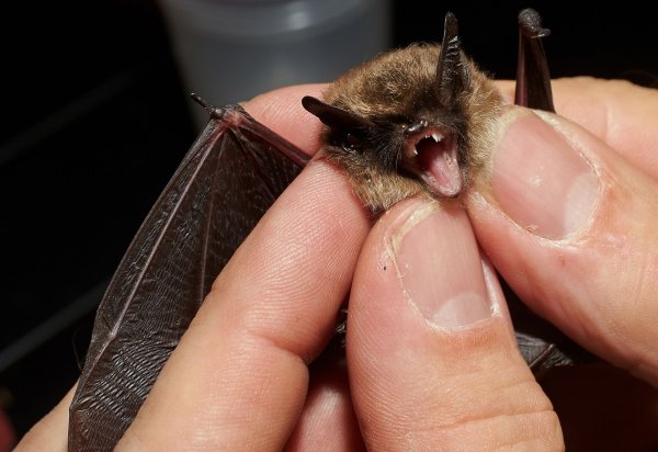 Bei der «Batnight» am 24. August dreht sich alles um die Fledermaus. (Archivbild) - © Thomas Frey/dpa