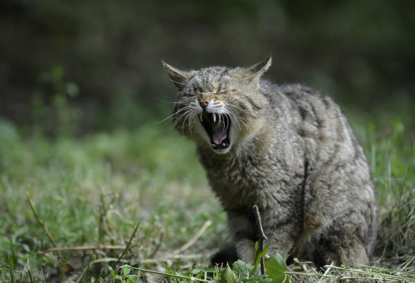 Eine Hauskatze in der Natur - sie verstößt laut niederländischer Wissenschaftler gegen geltendes Recht. - © Symbolbild: Pixabay
