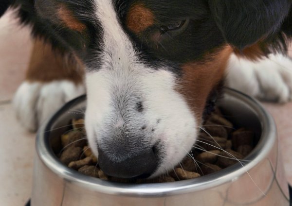 Wenn der Hund plötzlich nicht mehr frisst - © Foto: Peer Grimm