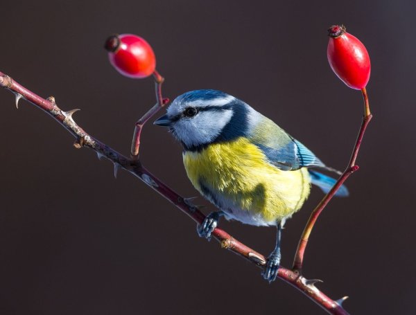 Ausschau nach Meise und Co. - © Foto: Patrick Pleul/dpa-Zentralbild/dpa-tmn