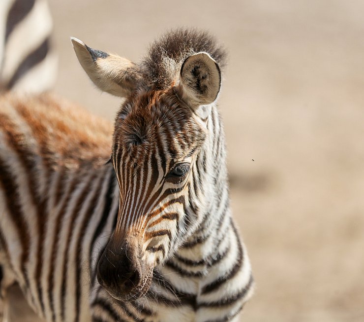 Im Tierpark Ströhen gibt es Nachwuchs bei den Zebras. Das kleine Steppenzebra kam Ende März auf die Welt. - © Tierpark Ströhen