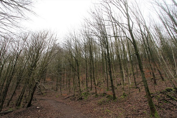 Vorher-Nachher-Vergleich: Ein Bild vom Waldareal Schanzenberg in der Nähe der Burg Sternberg, unterhalb der „Po-lackenschanze" in Blickrichtung Norden, von 1988 zeigt das Ausmaß der Zerstörung. Heute erinnern nur noch die mit Moos bedeckten Flächen an die Bäume, die dort einst gestanden haben. Das Gebiet hat sich weitestgehend regeneriert. - © Landesverband Lippe