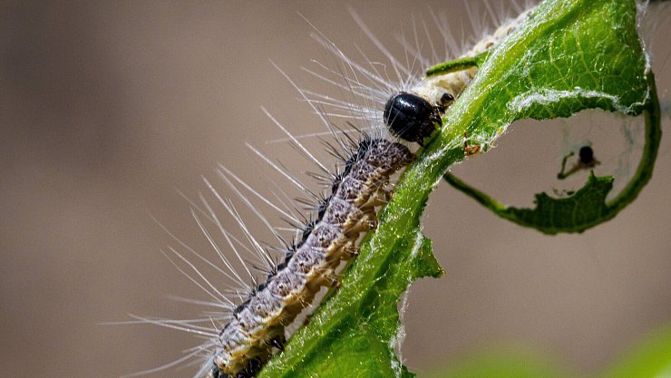 Eichenprozessionsspinner fressen das Blatt einer am Straßenrand wachsenden Eiche. Der Schädling wird in seiner Ausbreitung in Deutschland durch den Klimawandel begünstigt. - © dpa