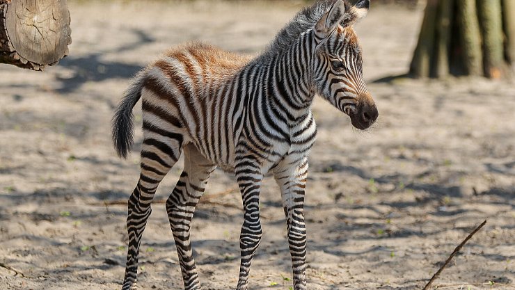 Erste Gehversuche für das kleine Zebra. - © Tierpark Ströhen