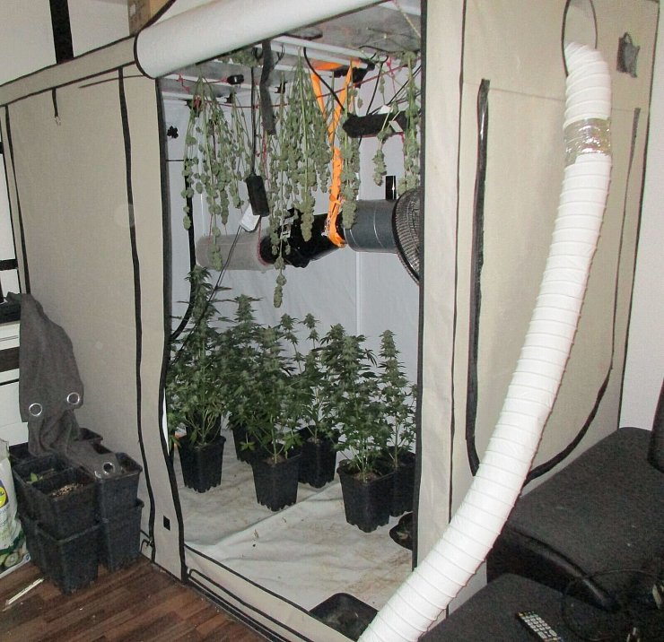 Eine Hanfplantage mitten in einer Wohnung haben Polizeibeamte im Juni entdeckt.&nbsp; - &copy; Polizei Bielefeld