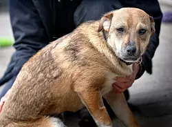 Hündin Feya liebt Menschen, ist aber noch etwas verängstigt. - © Andreas Frücht