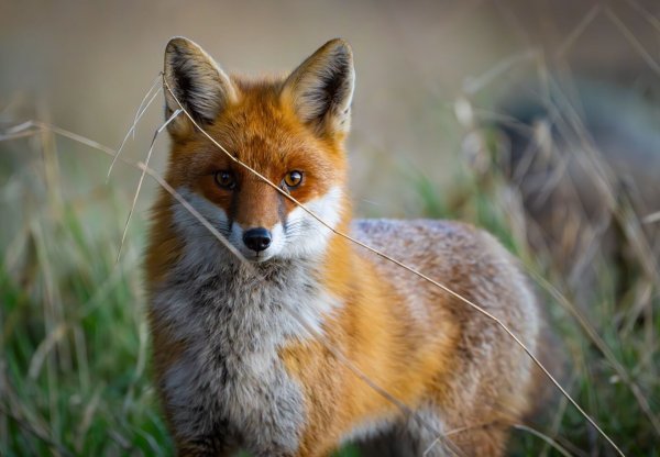 Füchse sind anpassungsfähig und schlau. Die Tiere sind weltweit verbreitet, im Wald, Stadt und sogar in (Eis-)wüsten. (Archivbild) - © Patrick Pleul/dpa/ZB
