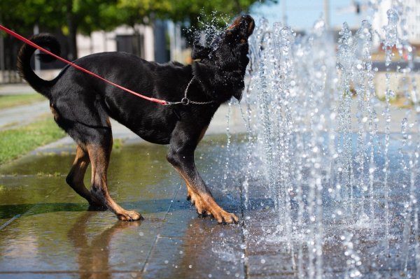 Hund - © Foto: Lisa Ducret