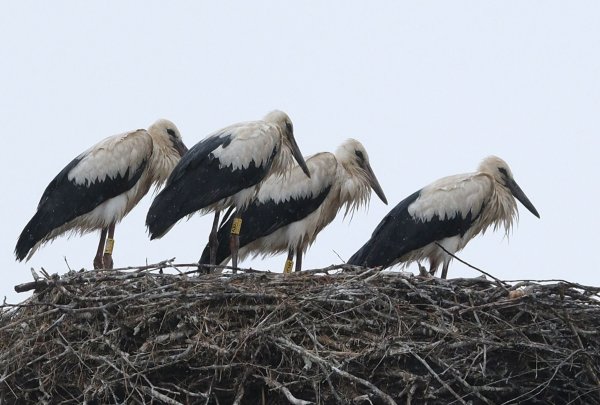 Schauer im Norden und Sonne im Süden zeigt die Wettervorhersage für Sonntag. - © Sebastian Willnow/dpa