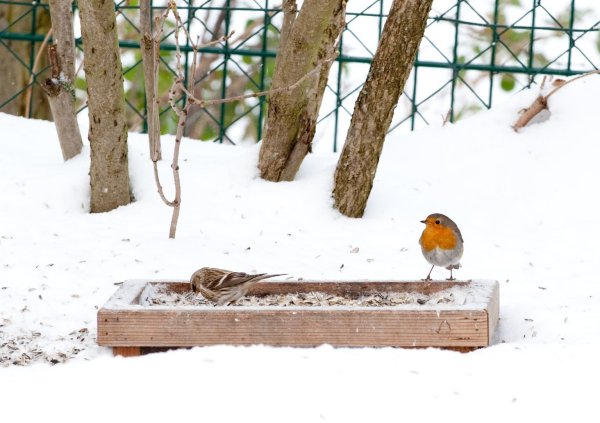 Vogel in Winterlandschaft - © Foto: Andrea Warnecke/dpa-tmn
