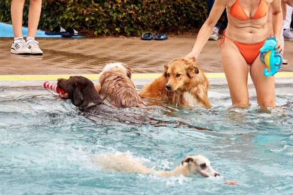 Viele Hunde freuen sich bei Hitze über ein Bad - manchmal ist das sogar in Schwimmbädern erlaubt. - © Georg Wendt/dpa/dpa-tmn
