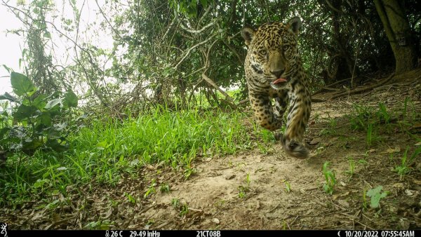 Die Jaguare wurden von Wildkameras abgelichtet. - © ---/Global Change Biology/dpa