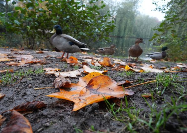 Die Deutsche Wildtier Stiftung warnt eindringlich davor, Enten mit Brot zu füttern. (Archivbild) - © Marcus Brandt/dpa