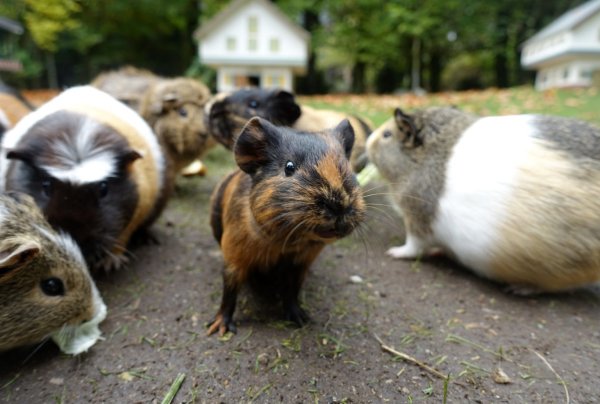 Meerschweinchen sitzen in einem Garten - © Foto: Andrea Warnecke