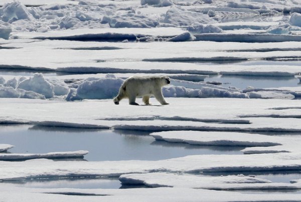 Eisbär - © Foto: David Goldman/AP/dpa