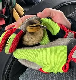 Gerettetes K&uuml;ken - &copy; Feuerwehr Bad Salzuflen
