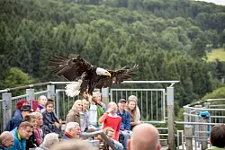Greifv&ouml;gel der Adlerwarte Berlebeck - &copy; Torben Gocke
