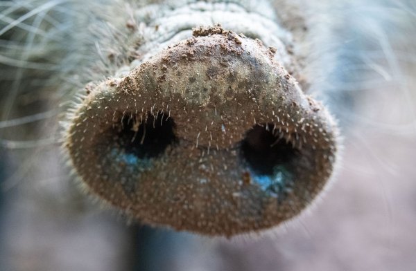 Das Fleisch von Wilschweinen ist im Gegensatz zur Leber unbedenklich. (Symbolbild) - © Lino Mirgeler/dpa