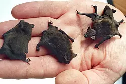 Zwergflederm&auml;use - &copy; Foto: dpa