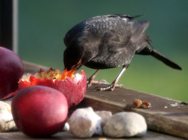 Weichfutterfresser wie Amseln freuen sich im Winter auch über Obst. - © Roland Weihrauch/dpa/dpa-tmn