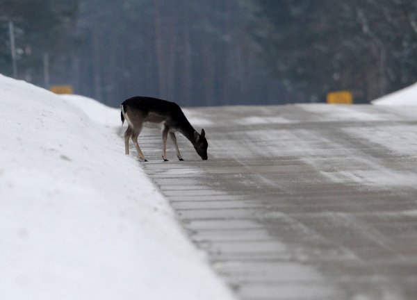 Gefährliche Situation: Rehe werden vom Salz auf der Straße gelockt und lecken das Streugut vom Asphalt – wie auf unserem Foto zwischen Staumühle und Sennelager direkt am  Truppenübungsplatz. - © Marc Köppelmann