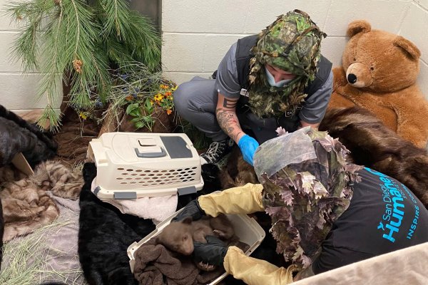 Mit Hilfsmitteln bemühen sich Pfleger um eine möglichst natürliche Umgebung für den Bärennachwuchs. - © -/San Diego Humane Society/AP/dpa