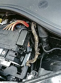 Schlange im Auto von Ina Goldbecker, Brackwede - &copy; Privat