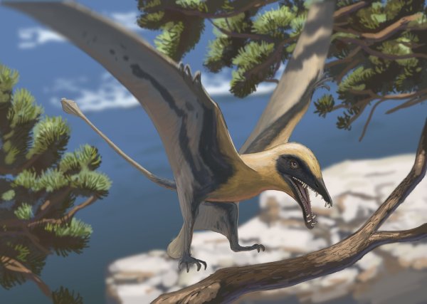 Rekonstruktion des Flugsauriers Eudimorphodon - © Joschua Knüppe/Dinosaurierpark Teufelsschlucht/dpa