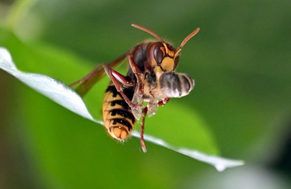 Eine Hornisse frisst eine Honigbiene. - © Britta Pedersen/dpa-Zentralbild/dpa