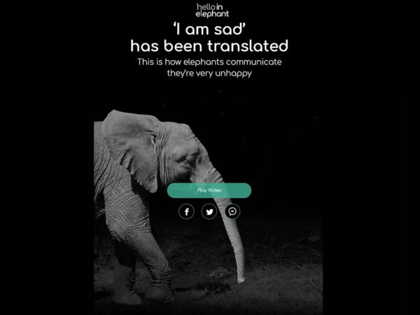 «helloinelephant.com» - © Foto: dpa