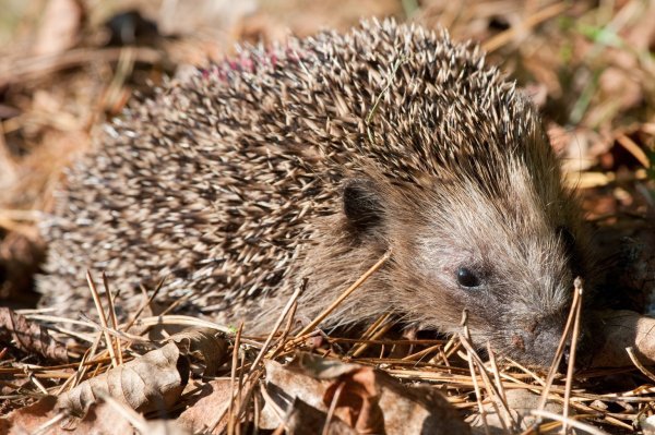 Igel - © Foto: dpa