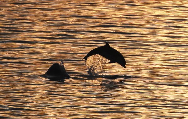 Die Ausbeutung von Delfinen und Kleinwalen hat in den letzten Jahren weiter zugenommen. - © Owen Humphreys/PA Wire/dpa