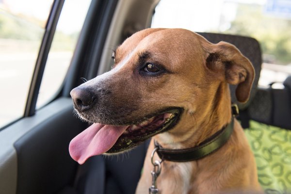 Kann mein Auto abgeschleppt werden, wenn ich den Hund drin lasse? Auto ja, Tier nein lautet die kurze Antwort. - © Robert Günther/dpa-tmn/dpa