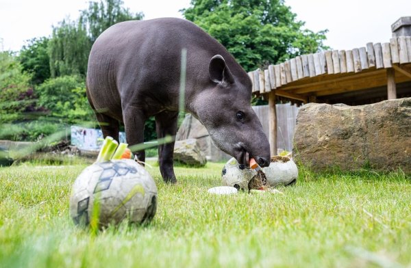 Während eines öffentlichen Trainings für die Presse demonstrierte Tapir Theo wie er als Orakel die Ergebnisse der Deutschlandspiele der EM 2024 vorhersagen wird. - © Guido Kirchner/dpa