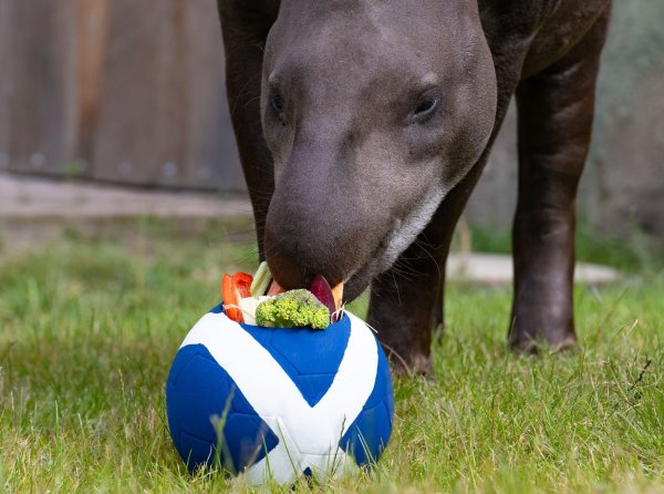 Tapir Theo frisst von einem Fußball mit der schottischen Flagge. - © Benjamin Westhoff/dpa