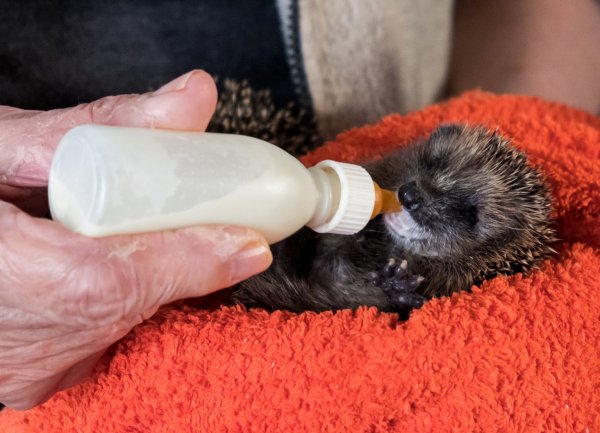 Kleiner Igel wird mit Flasche gefüttert - © Foto: Daniel Bockwoldt/dpa